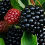 Blackberry Liqueur Recipe D.I.Y.