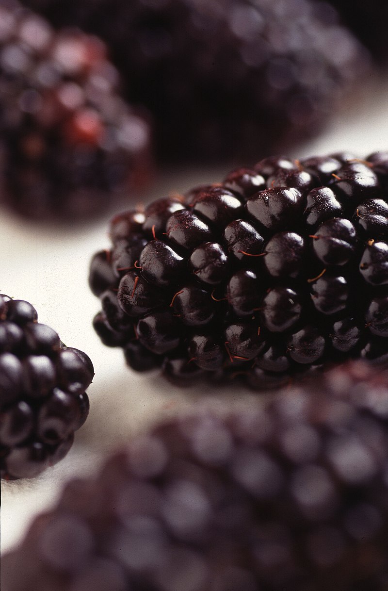 Blackberry Basil Liqueur recipe D.I.Y.