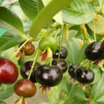Brazilian Cherry Liqueur Recipe D.I.Y.