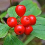 Alaskan Bunchberry Liqueur Recipe D.I.Y.
