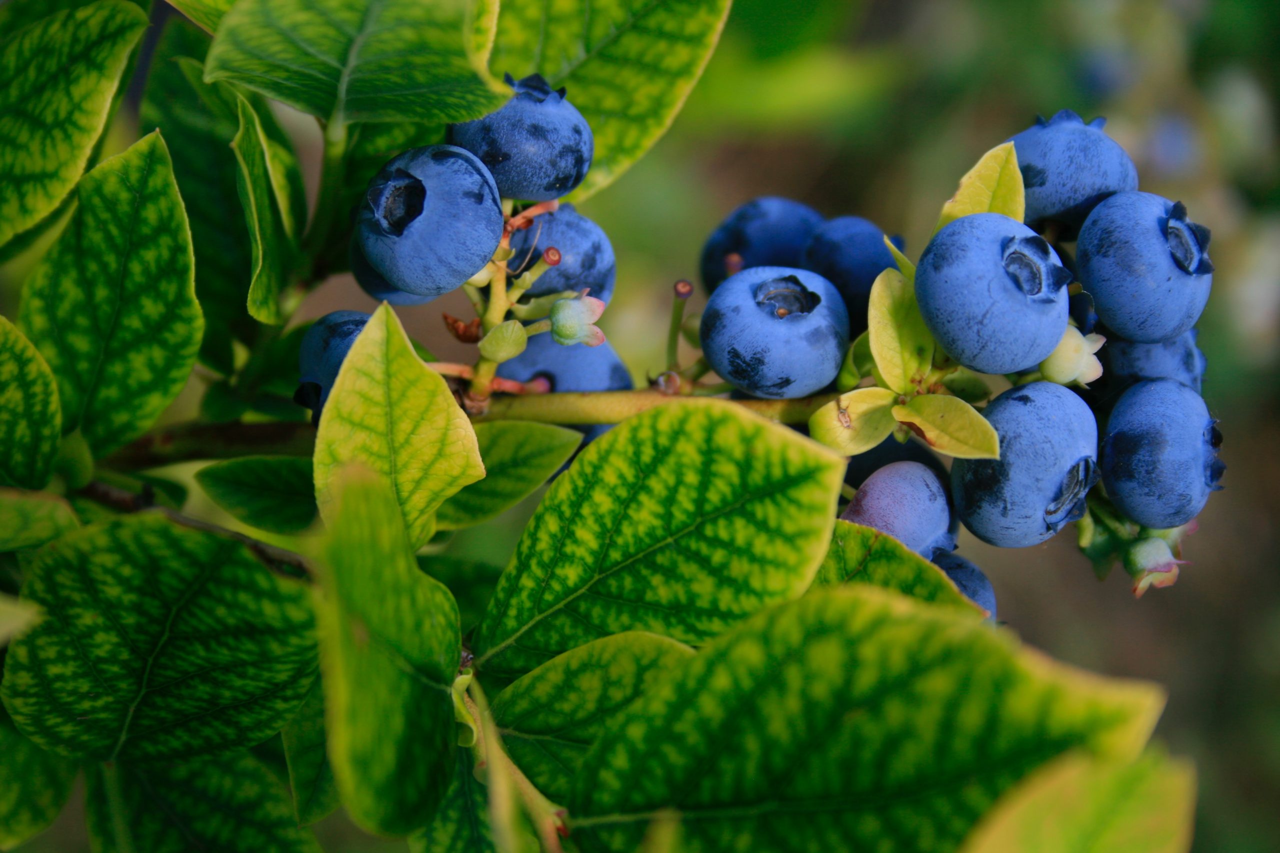 Blueberry Liqueur Recipe D.I.Y.