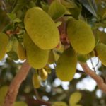Jackfruit Liqueur Recipe D.I.Y.