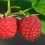 Raspberry WIne Recipe D.I.Y.
