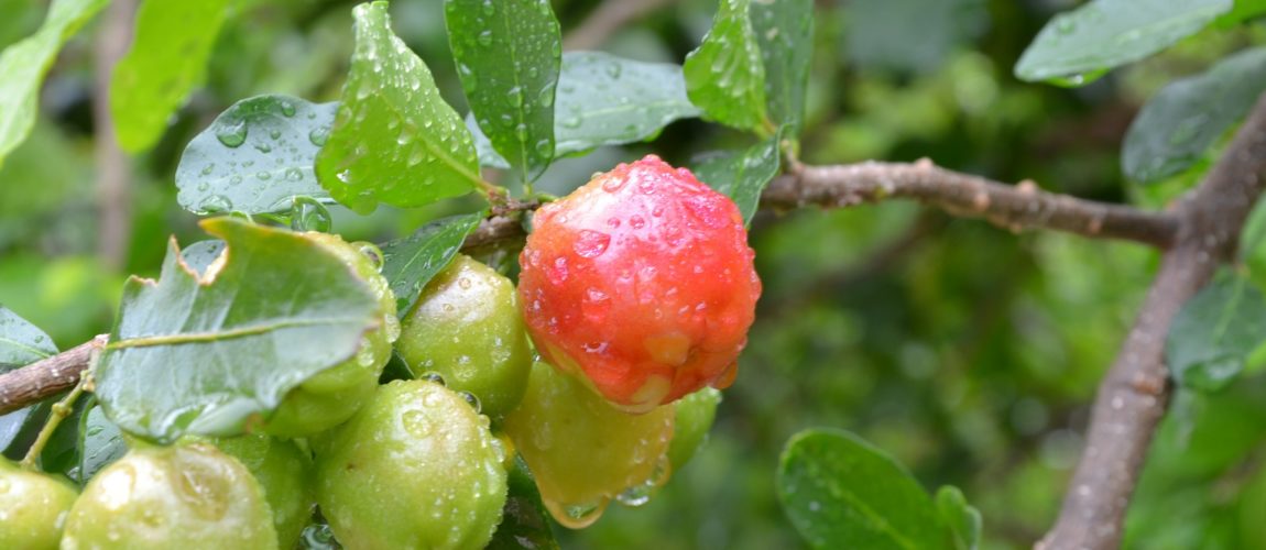 Brazil Cherry Liqueur Recipe D.I.Y.