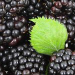 Blackberry Rum Liqueur Recipe D.I.Y.