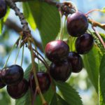 Black Cherry Infused Bourbon Liqueur Recipe D.I.Y.