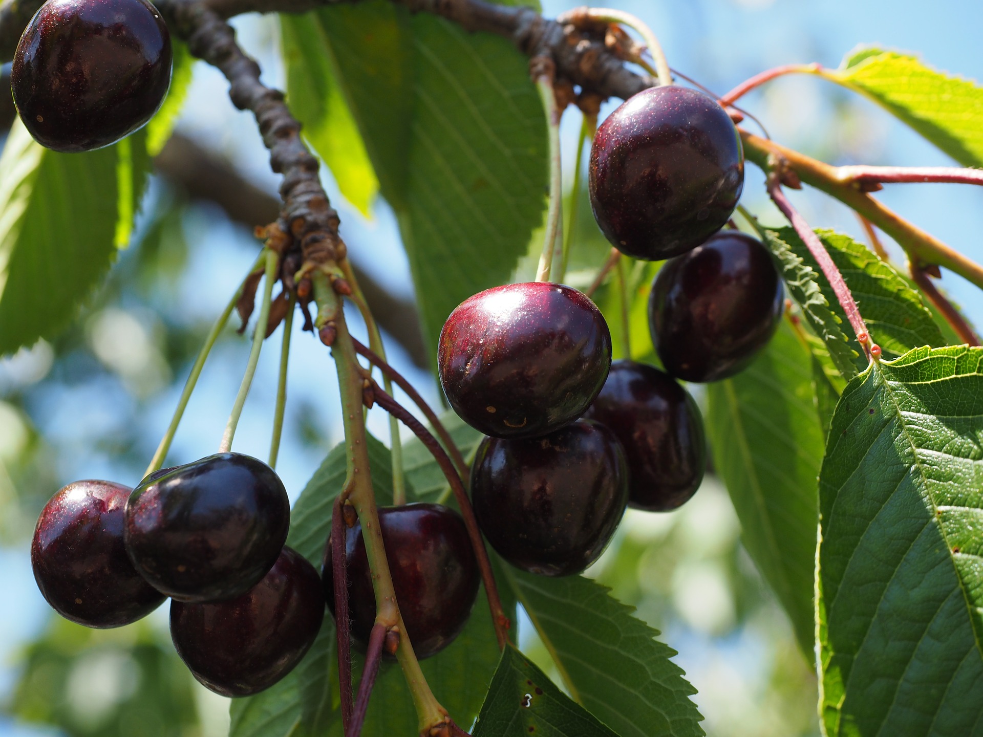Black Cherry Infused Bourbon Liqueur Recipe D.I.Y.