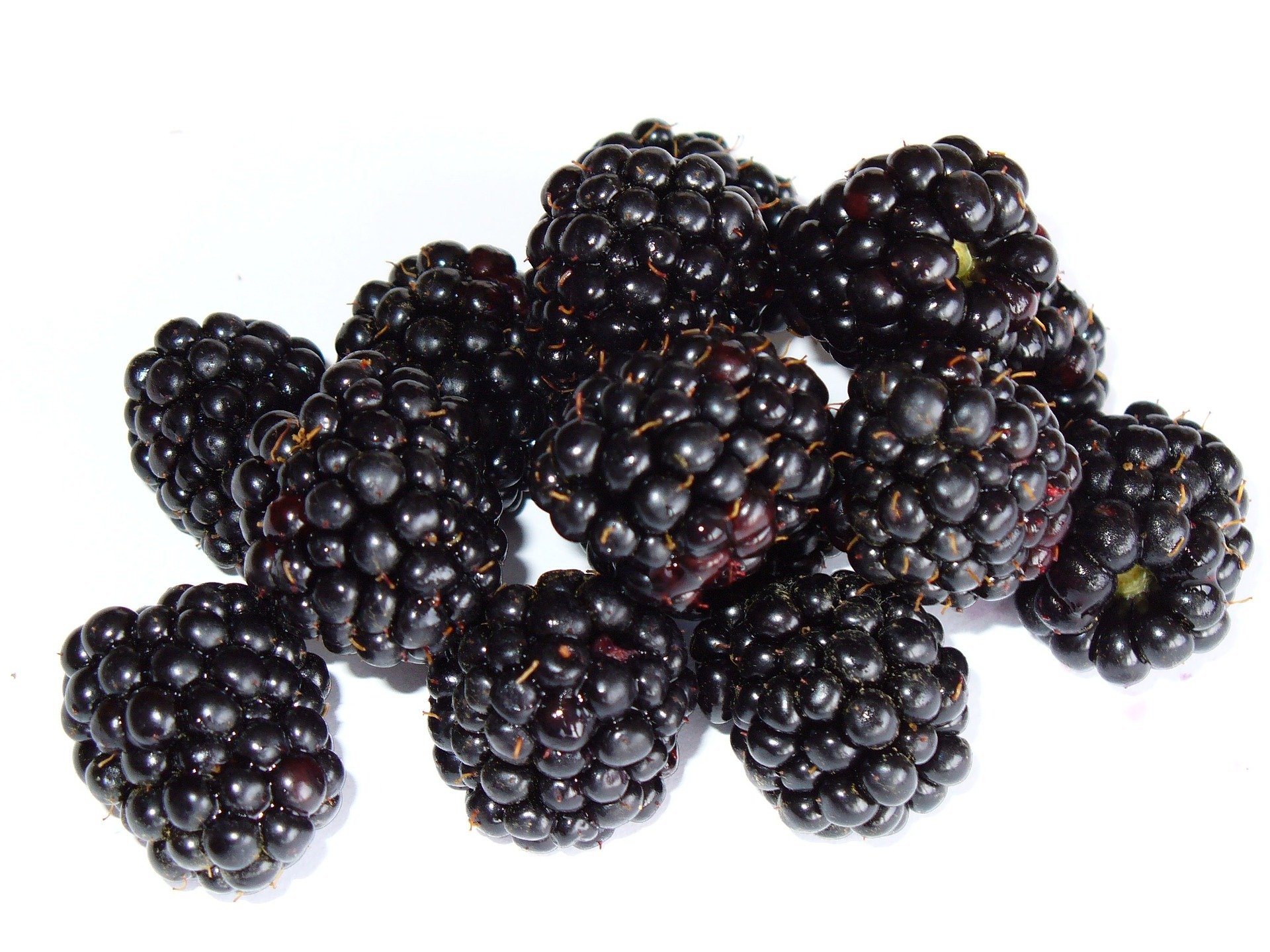Blackberry Mead Recipe D.I.Y.