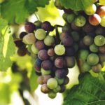 Grape Kombucha Recipe D.I.Y.