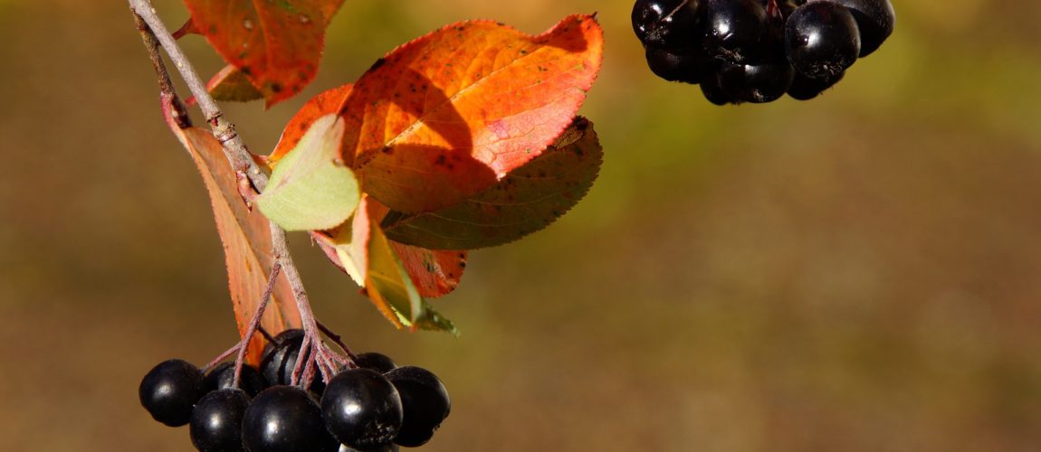 Aronia Berry Wine Recipe D.I.Y.