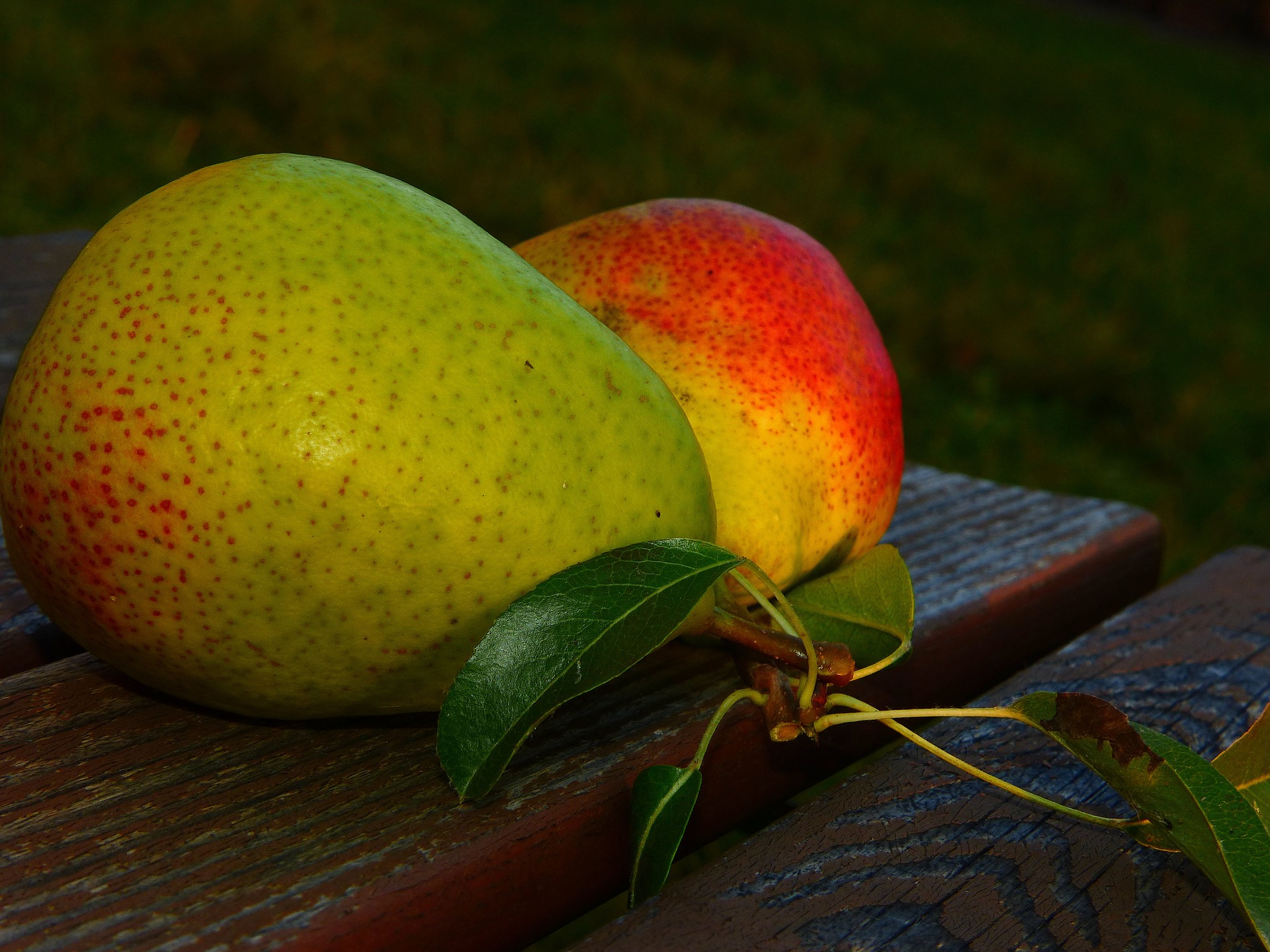 Spiced Pear Kombucha Recipe D.I.Y.