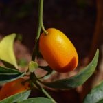 Kumquat Kombucha Recipe D.I.Y.