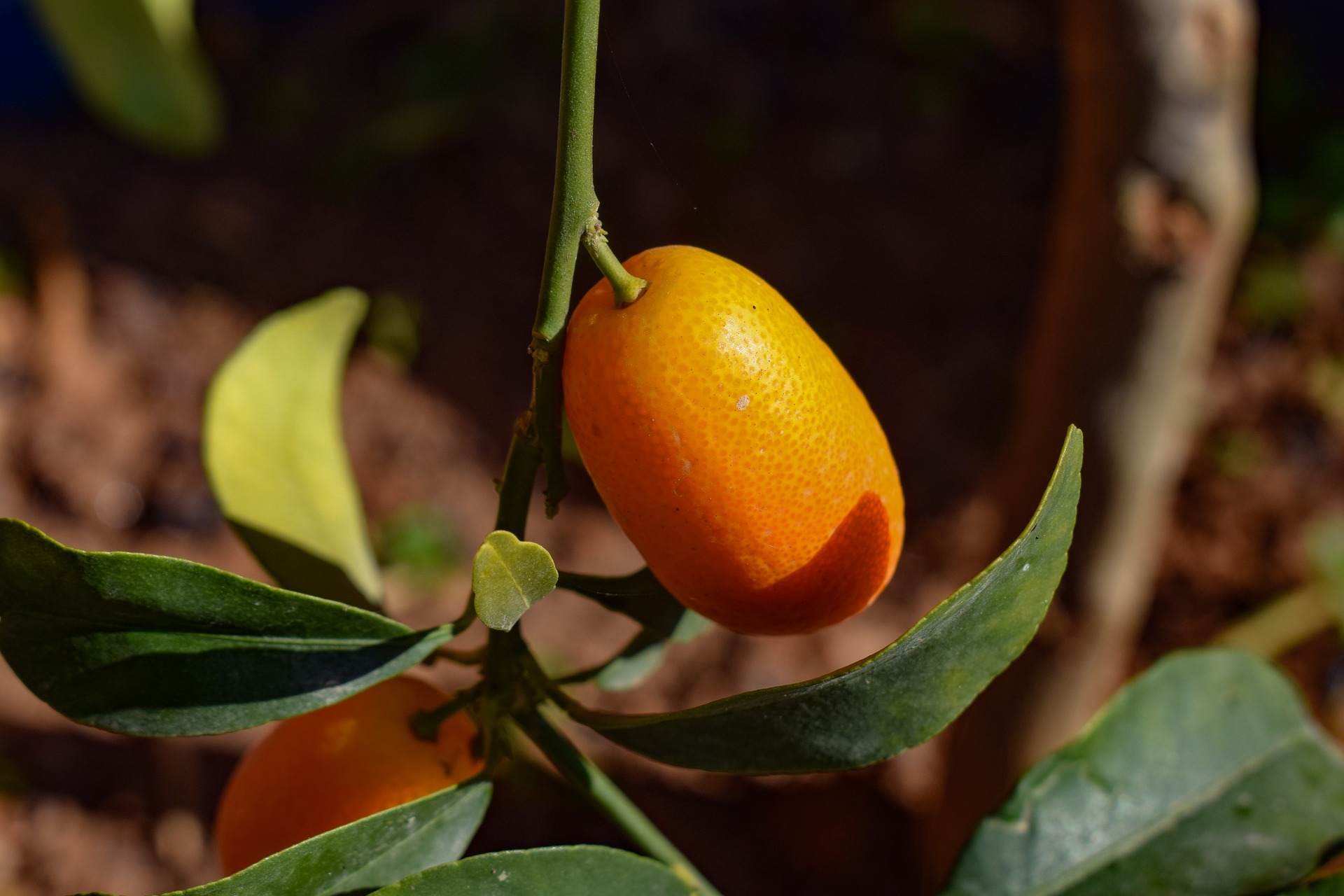 Kumquat Kombucha Recipe D.I.Y.