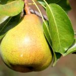 Pear Cardamom Kombucha Recipe D.I.Y.