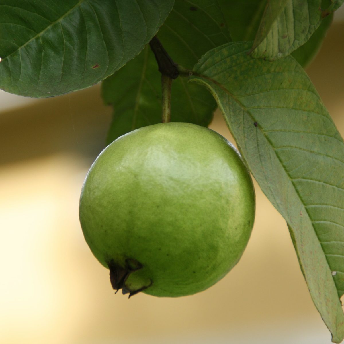 Guava Ginger Kombucha Recipe D.I.Y.