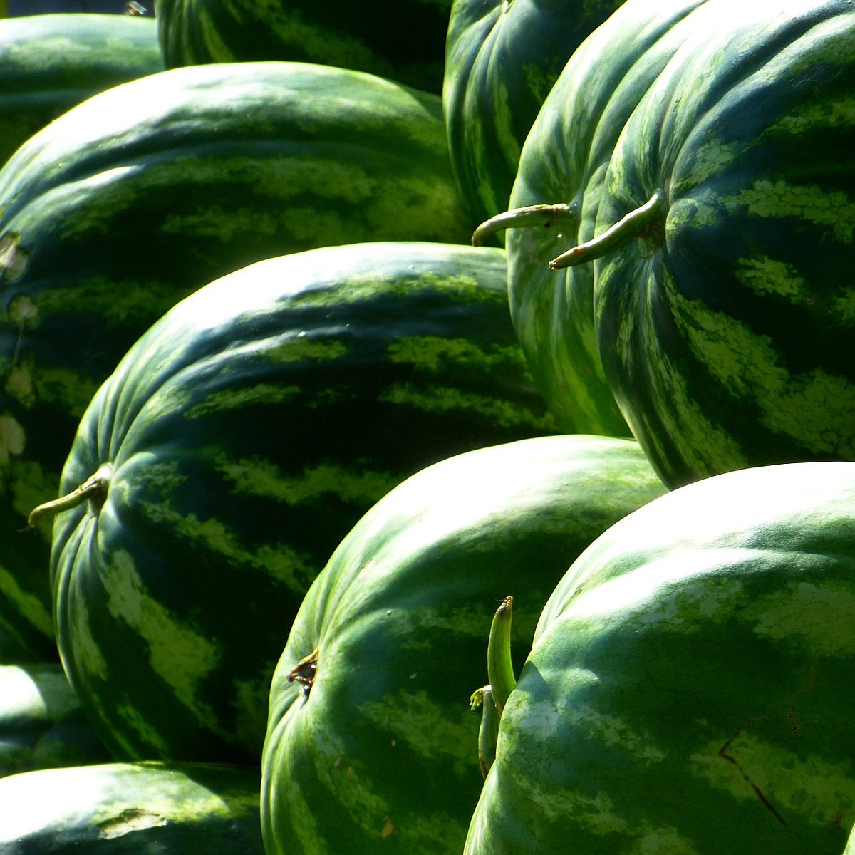 Watermelon Cucumber Kombucha Recipe D.I.Y.