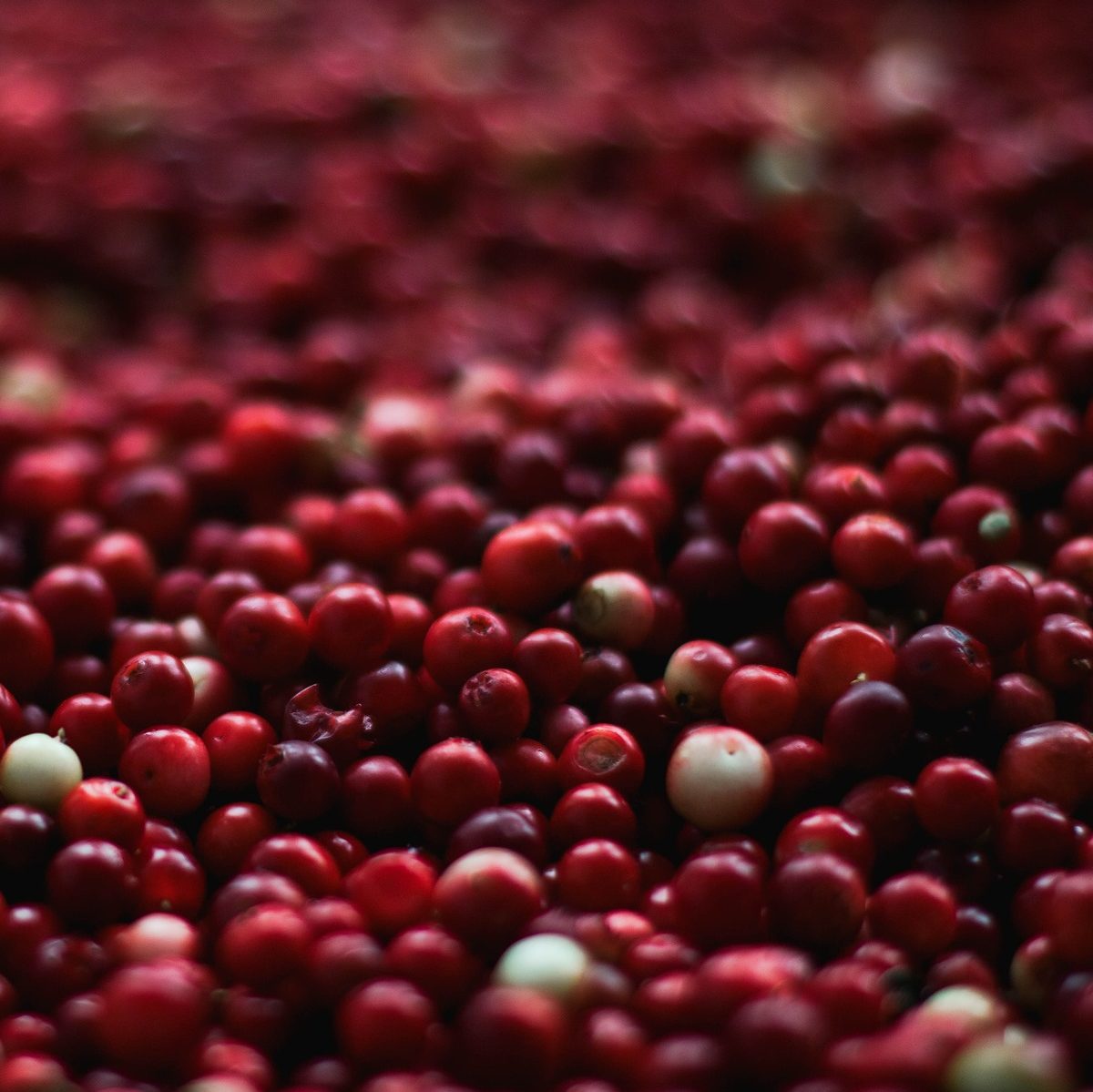 Cranberry Spice Kombucha Recipe D.I.Y.