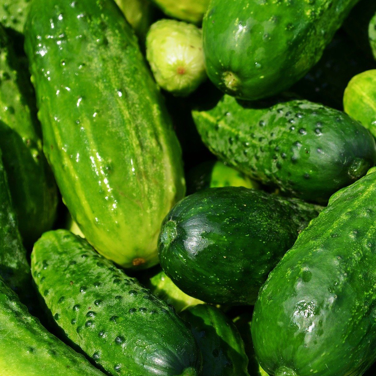 Cucumber Lime Kombucha Recipe D.I.Y.