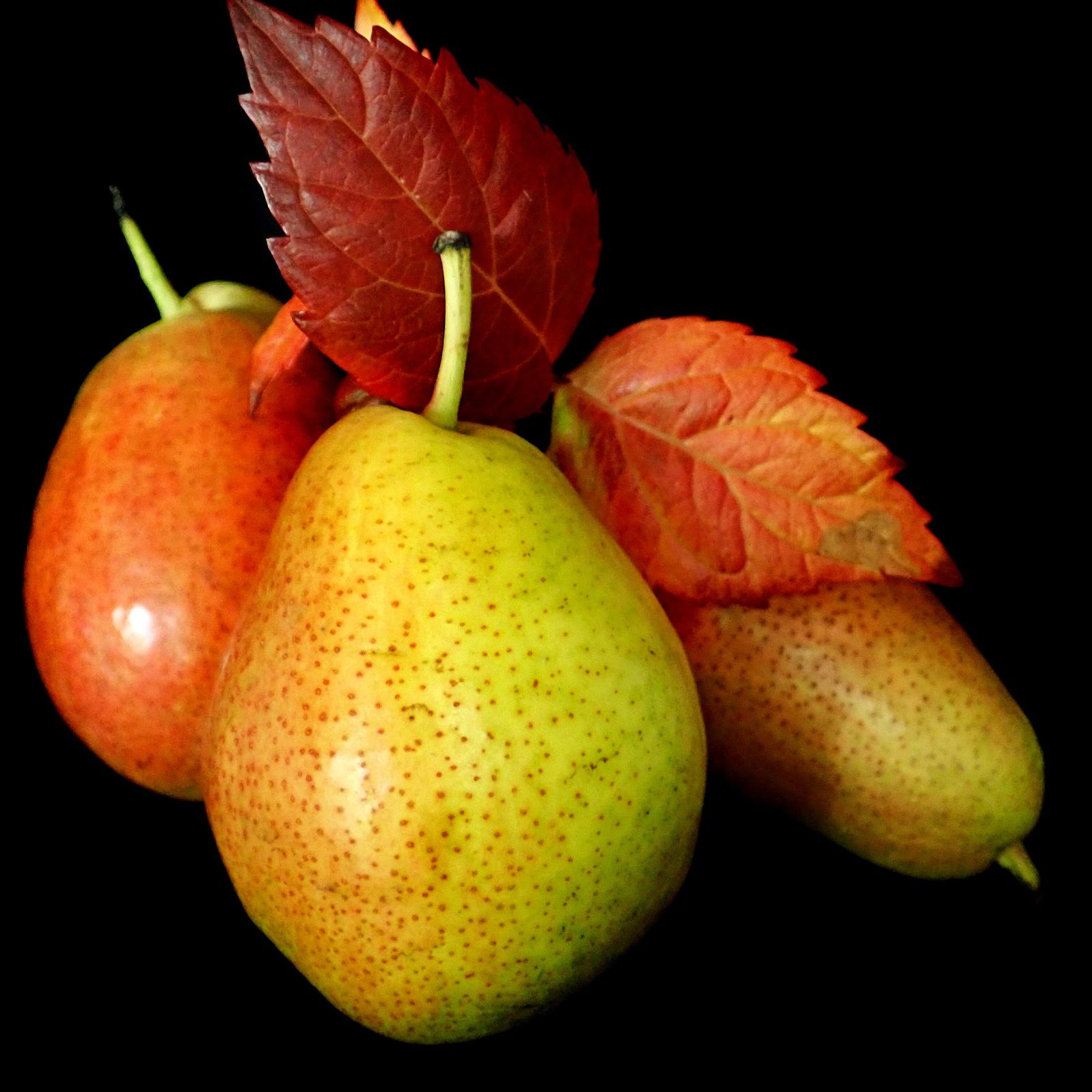 Pear Cardamom Kombucha Kombucha Recipe D.I.Y.