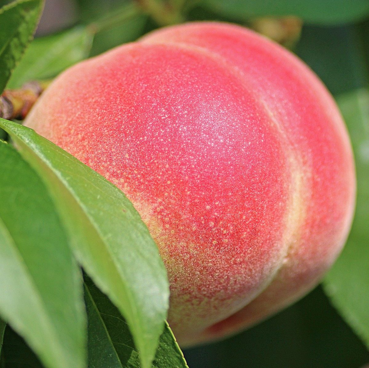 Peach Infused Brandy D.I.Y.