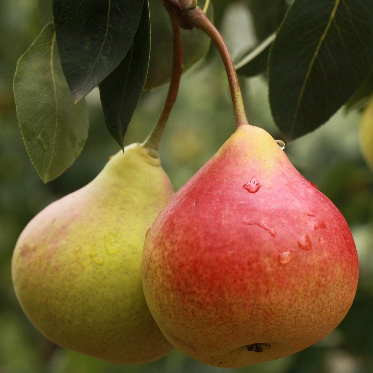 Pear Clove Ginger Kombucha Recipe D.I.Y.