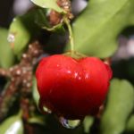 Acerola Cherry Liqueur Recipe D.I.Y.