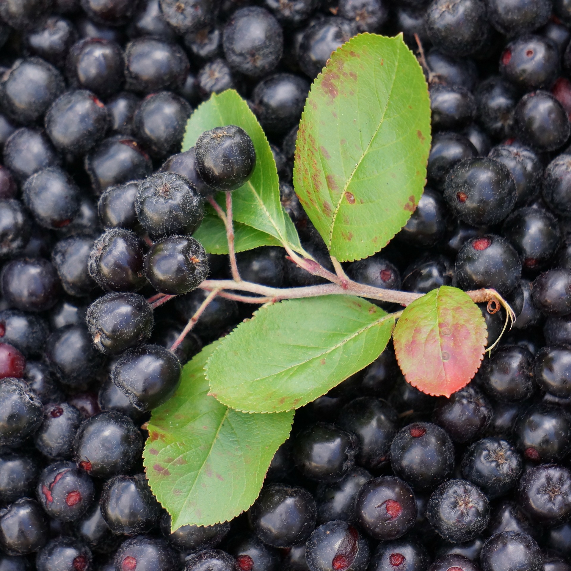 Aronia Berry Infused Bourbon Recipe D.I.Y.