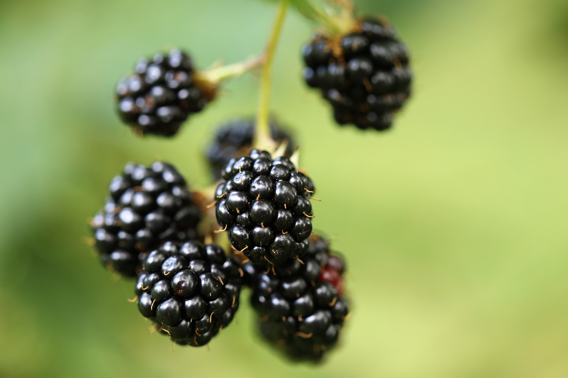 Blackberry Infused Moonshine Recipe D.I.Y.