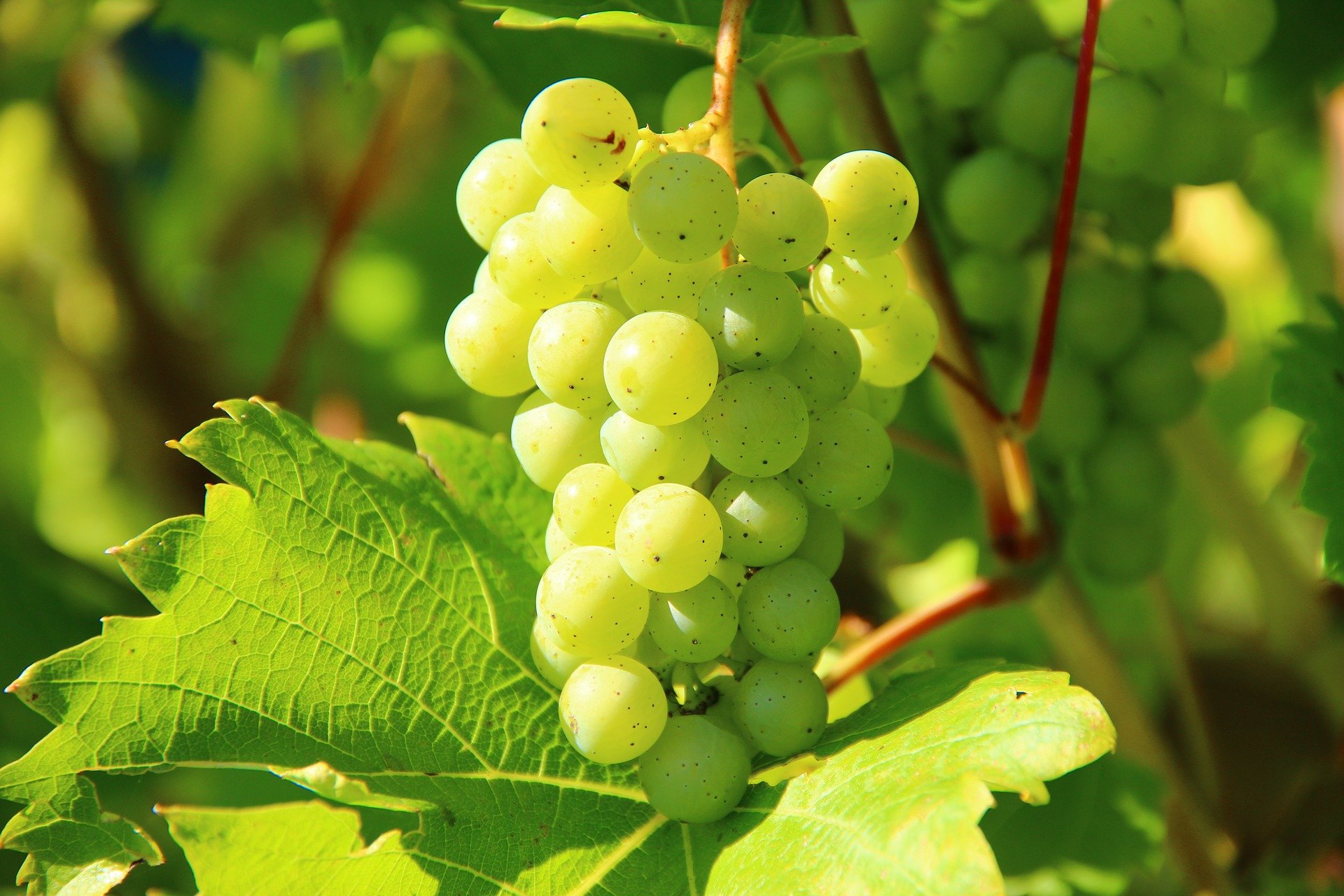 Grape Coriander Kombucha Recipe D.I.Y.