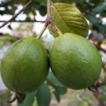 Guava Chile Pepper Kombucha Recipe D.I.Y.