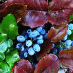 Wildberry Liqueur Recipe D.I.Y.