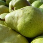 Bartlett Pear Infused Rum Recipe D.I.Y.
