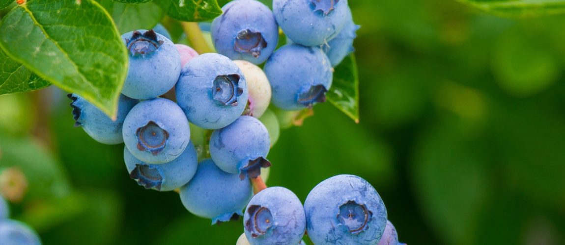 Blueberry Ginger Kombucha Recipe D.I.Y.