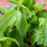 Mint Infused Rum Recipe D.I.Y.