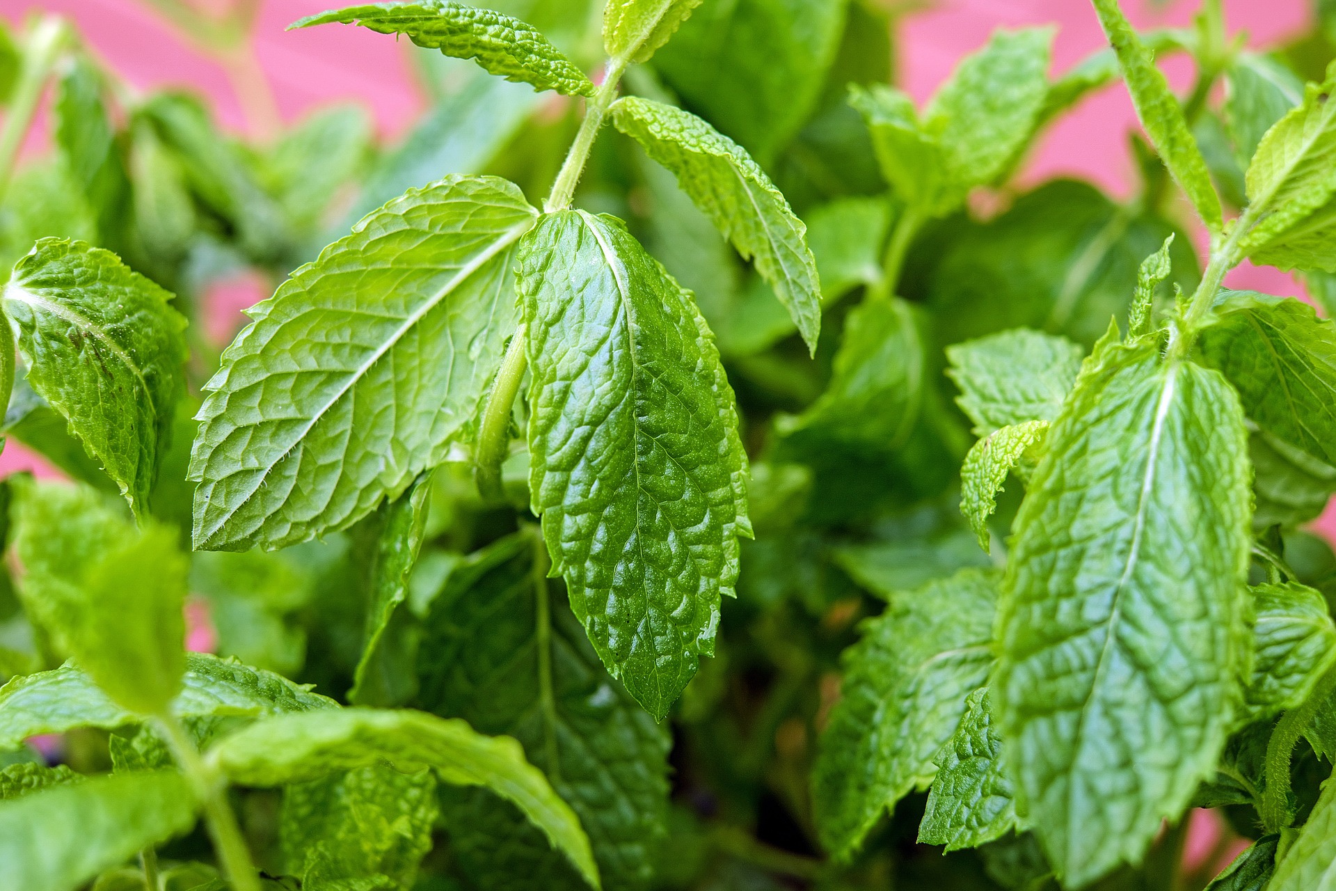 Mint Infused Rum Recipe D.I.Y.