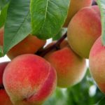 Peach Bellini Recipe D.I.Y.